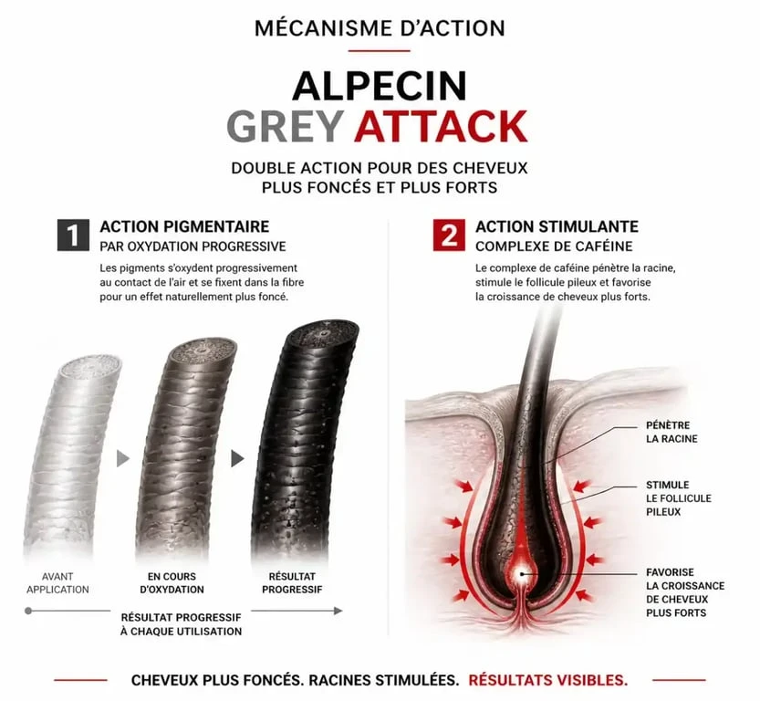 Infographie explicative du fonctionnement du shampoing Alpecin Grey Attack : repigmentation progressive et stimulation à la caféine.